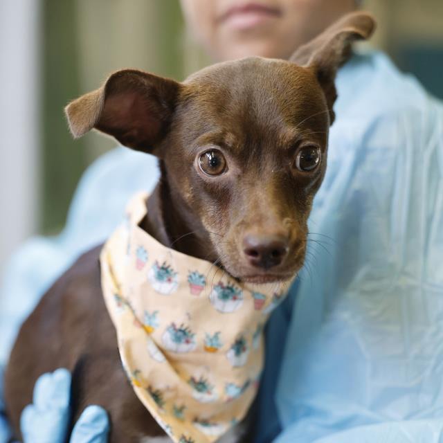 Chocolate, a Chihuahua (mix breed), available for adoption