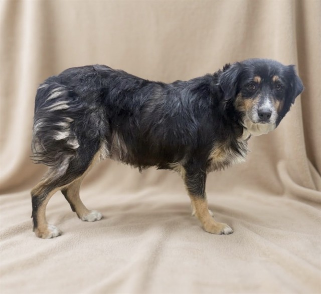 A5805260, a Australian Shepherd, available for adoption