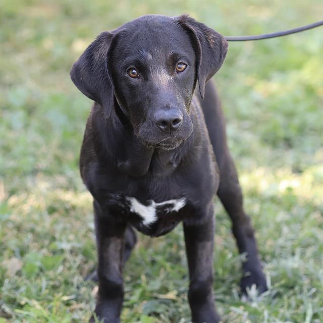 Dale, a Labrador Retriever, available for adoption