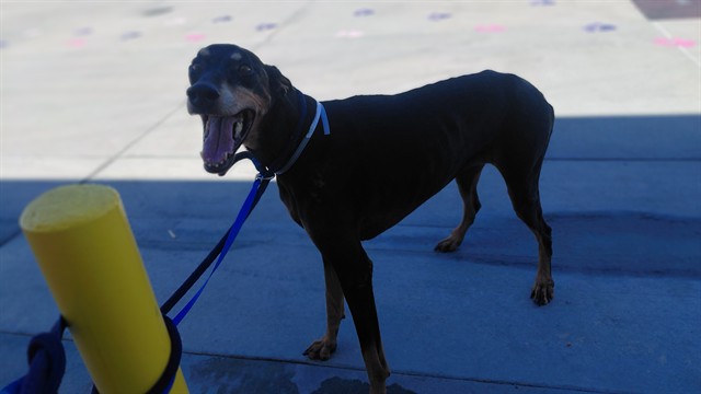 June Bug, a Doberman Pinscher, available for adoption