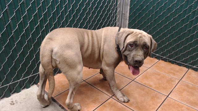Beatrix, a Cane Corso Mastiff, available for adoption