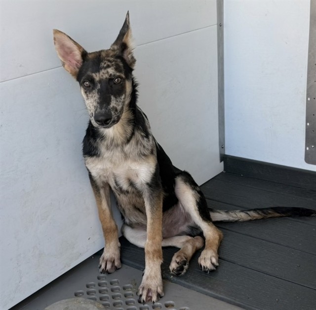 Cooper, a Cattle Dog (mix breed), available for adoption
