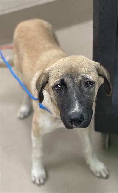 Angel, a Canaan Dog (mix breed), available for adoption