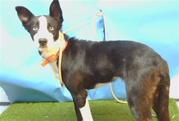 Cielo, a Cattle Dog, available for adoption