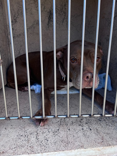 A481943, a Pit Bull Terrier (mix breed), available for adoption
