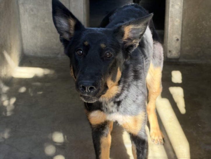 Charly, a Australian Cattle Dog/Blue Heeler, available for adoption