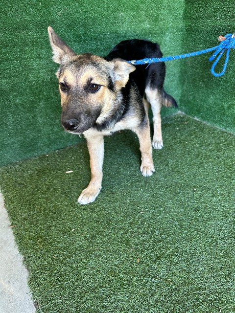 Persephone, a German Shepherd, available for adoption