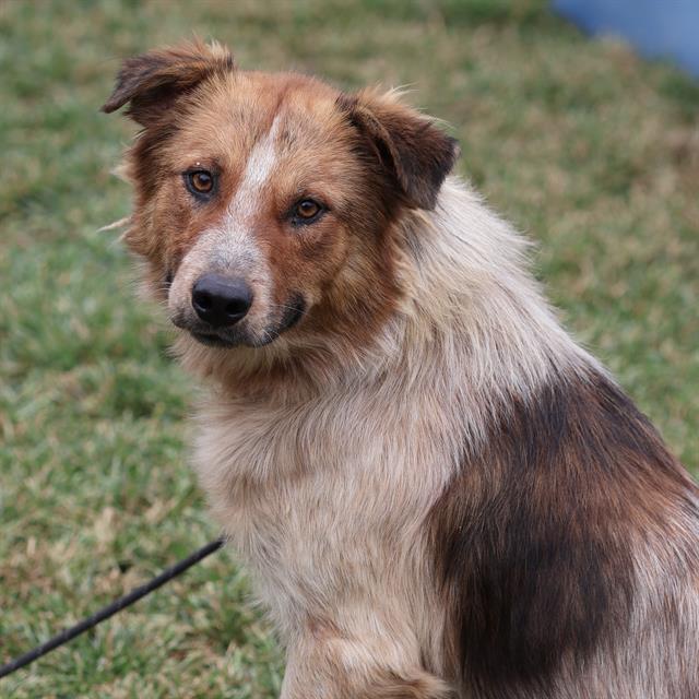 Wilbur, a Australian Shepherd, available for adoption