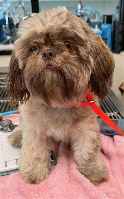 A5808046, a Shih Tzu, available for adoption