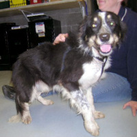 Other Photos of thie Dog