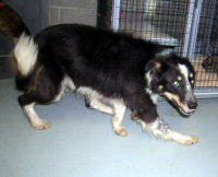 Other Photos of thie Dog