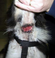 Other Photos of thie Dog