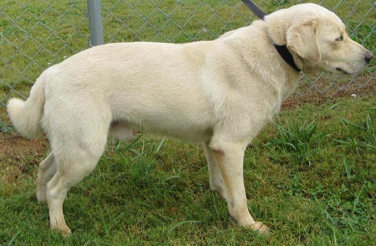Other Photos of thie Dog