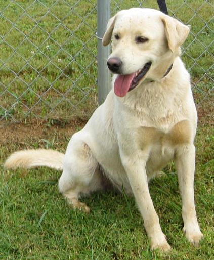 Other Photos of thie Dog