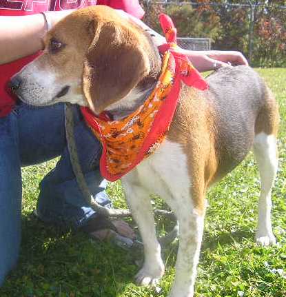 Other Photos of thie Dog