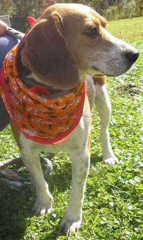 Other Photos of thie Dog