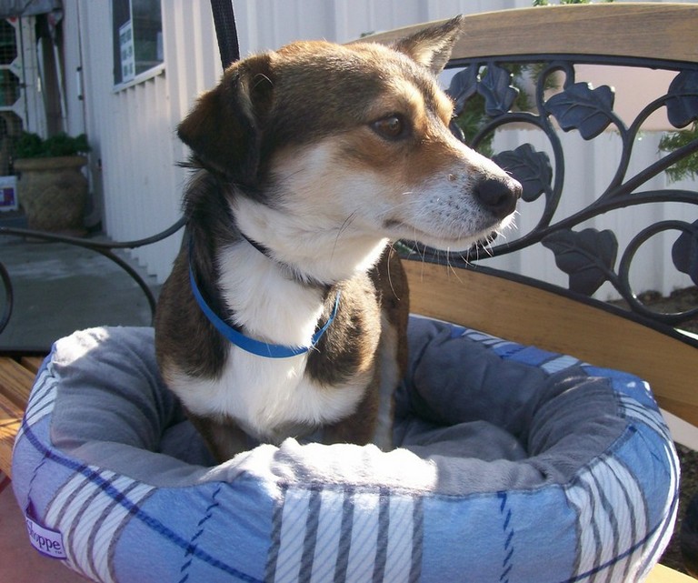 Other Photos of thie Dog