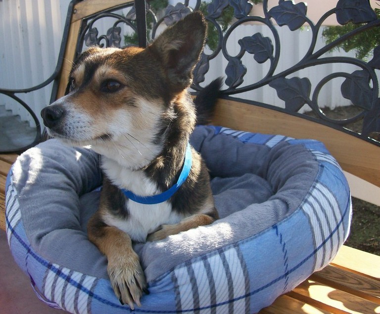 Other Photos of thie Dog