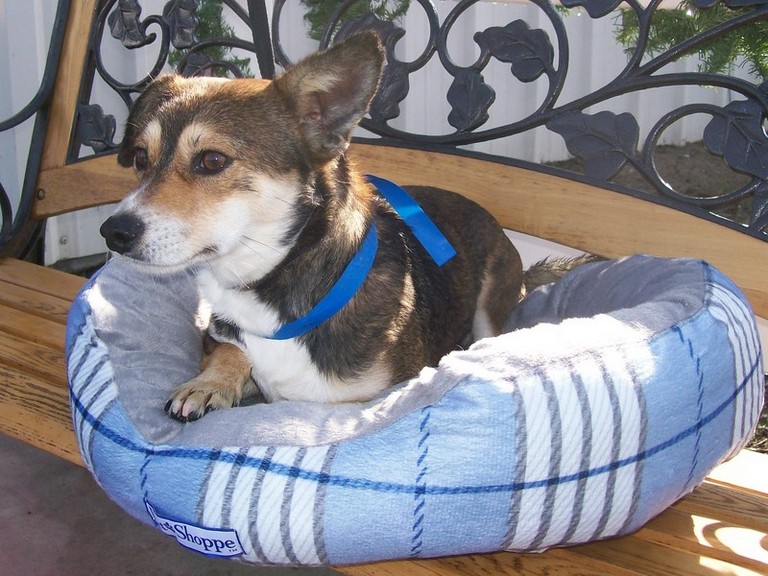 Other Photos of thie Dog