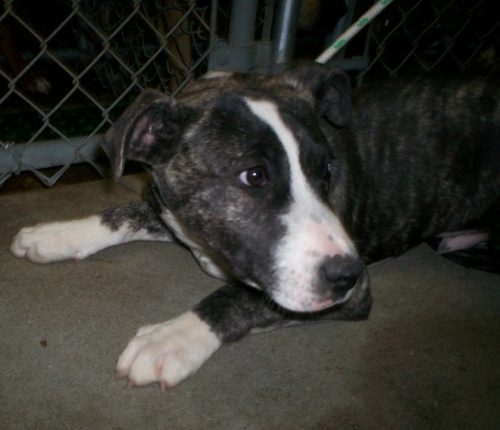 Other Photos of thie Dog