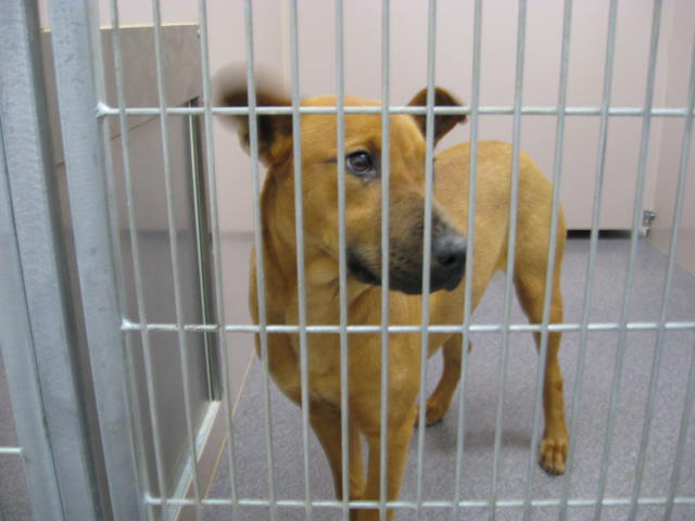 Other Photos of thie Dog