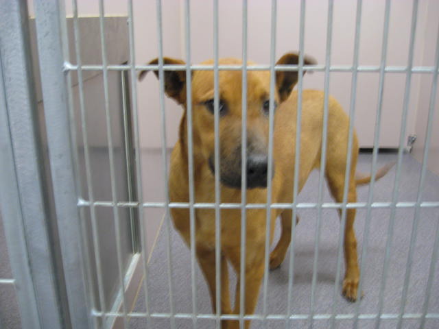 Other Photos of thie Dog