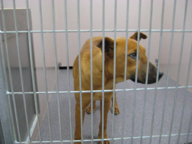 Other Photos of thie Dog
