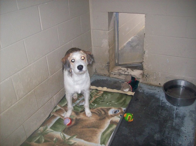 Other Photos of thie Dog