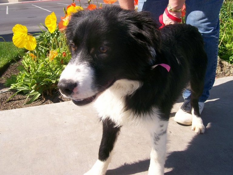 Other Photos of thie Dog