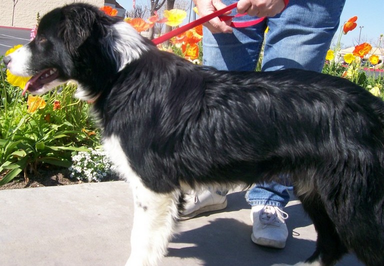Other Photos of thie Dog