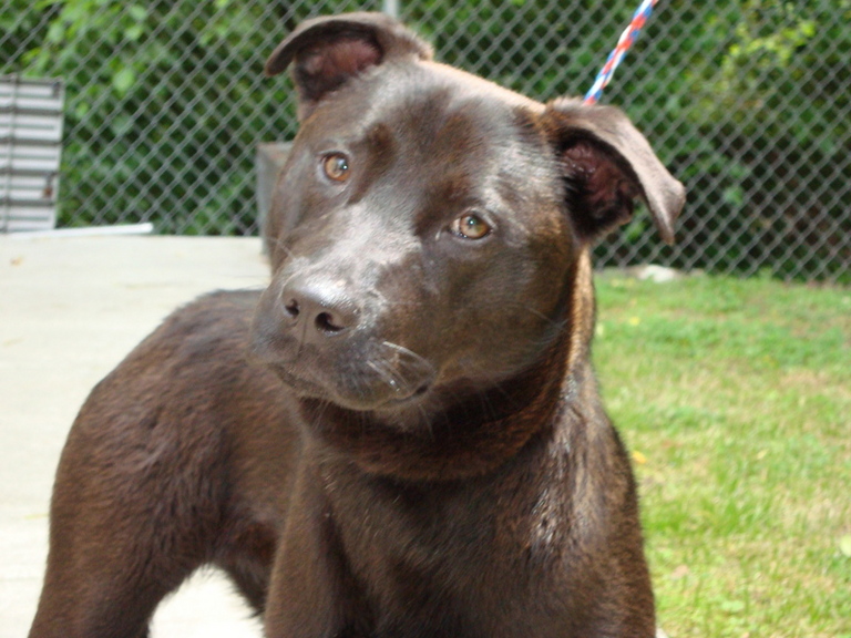 Other Photos of thie Dog