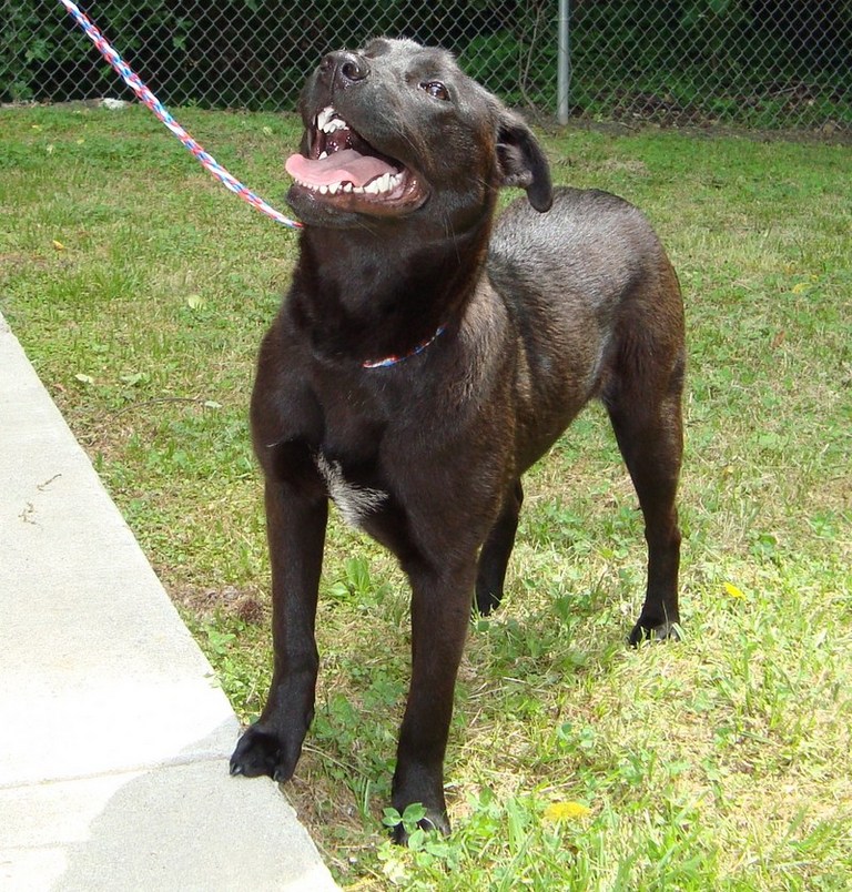 Other Photos of thie Dog