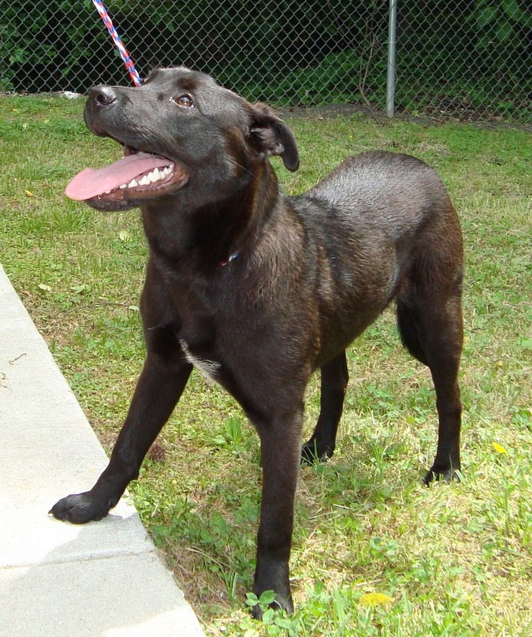 Other Photos of thie Dog