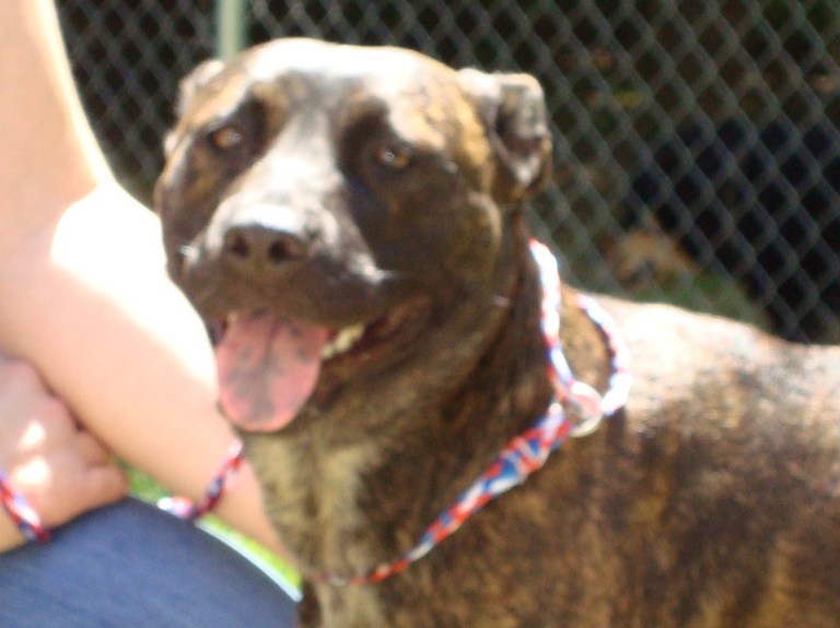Other Photos of thie Dog