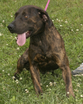 Other Photos of thie Dog