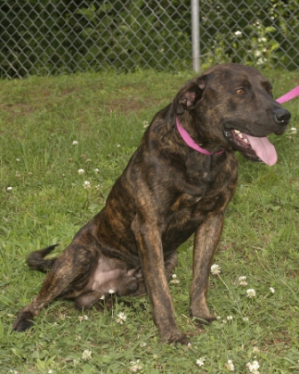 Other Photos of thie Dog