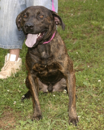 Other Photos of thie Dog