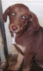 Other Photos of thie Dog