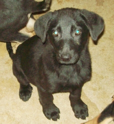 Other Photos of thie Dog