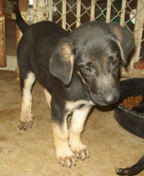 Other Photos of thie Dog
