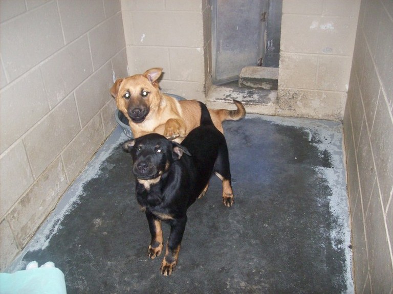Other Photos of thie Dog