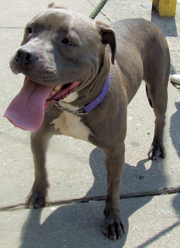 Other Photos of thie Dog