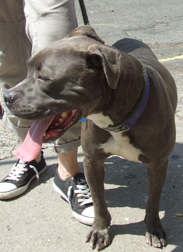 Other Photos of thie Dog