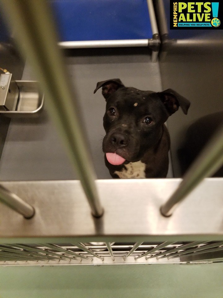 Other Photos of thie Dog
