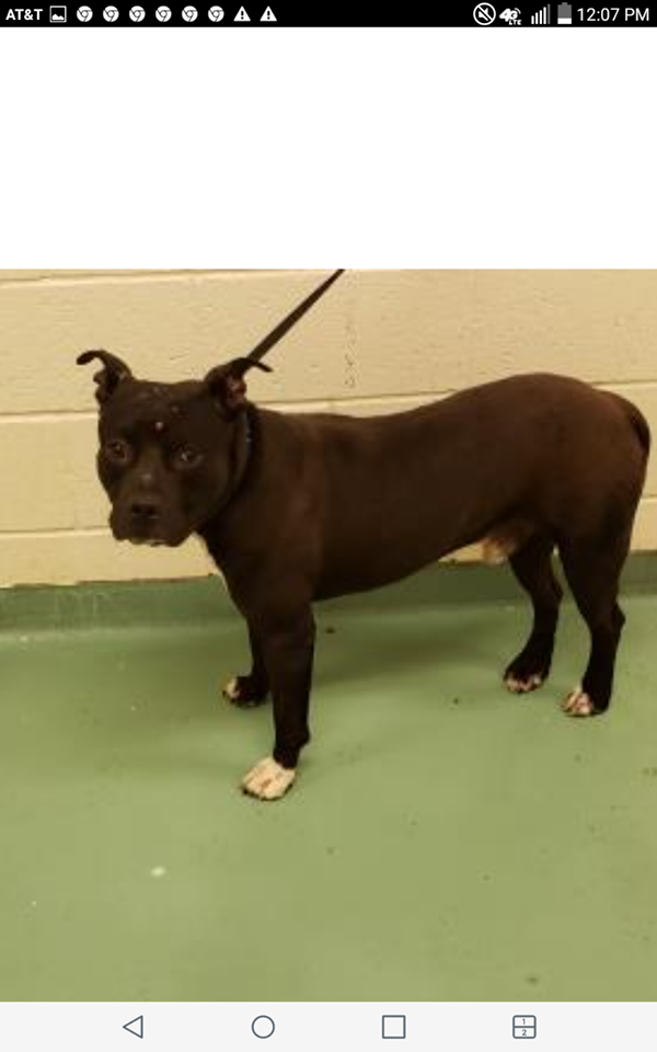 Other Photos of thie Dog