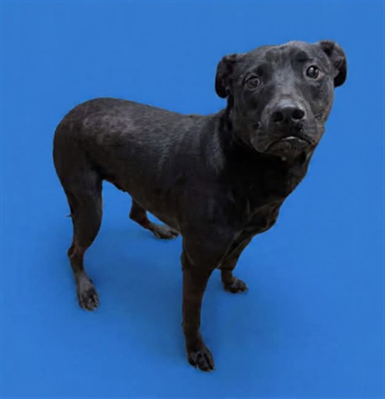 Other Photos of thie Dog