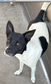 Main Photo of this Dog
