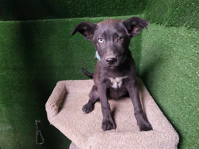 Main Photo of this Dog