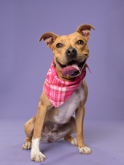 Karma, a Terrier, available for adoption