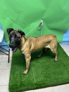 Bruce, a Belgian Shepherd Malinois, available for adoption